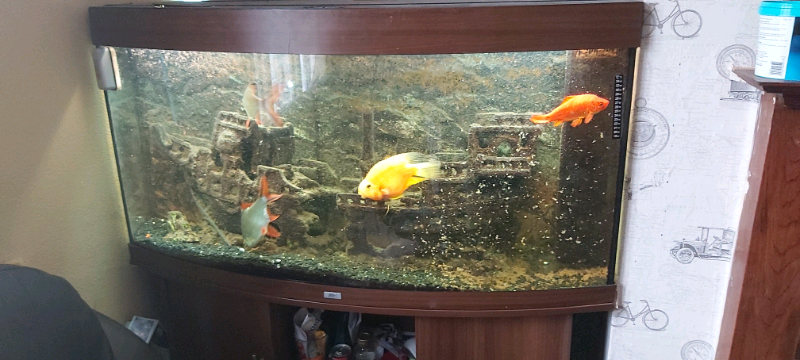 cheddars fish tank